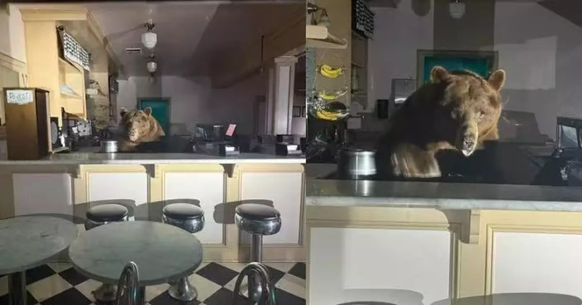 清晨闖雪糕店覓食 加州為食棕熊懵懂企櫃台內似「店員」惹爆笑