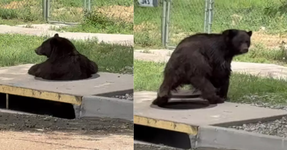 美社區下水道「猛獸」出沒？ 警到場見1黑熊受困即救援助脫困