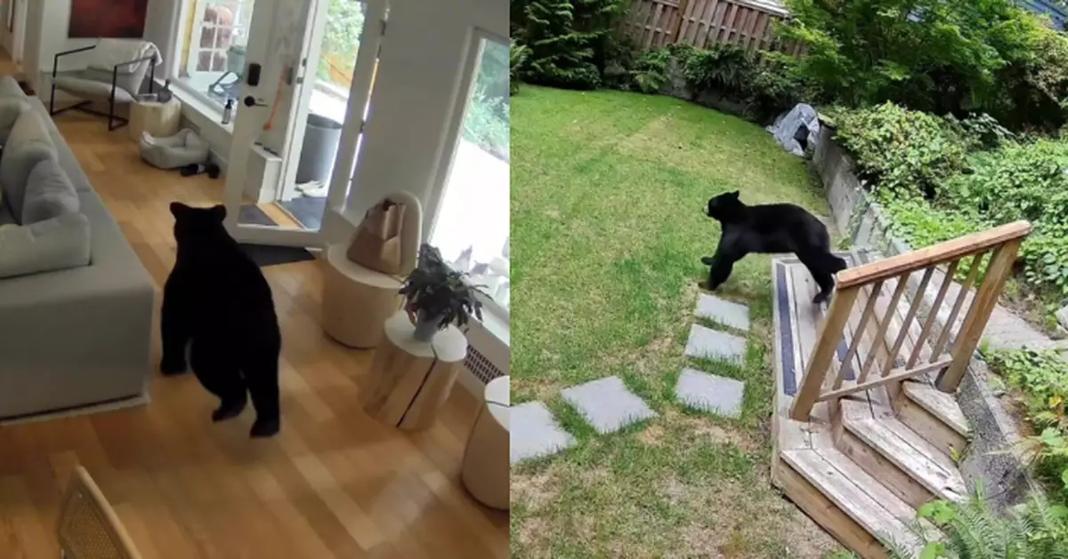 黑熊闖民宅搶食早餐 迷你博美犬暴怒衝出成功嚇退「巨獸」