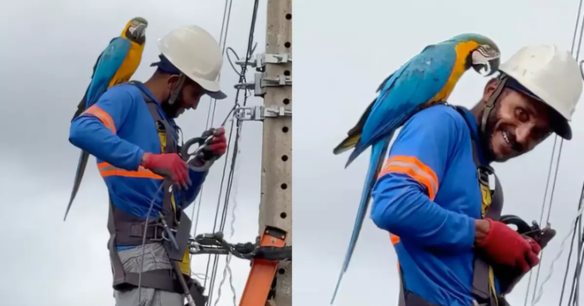 高空作業遇「不速之客」 巴西技術員疑因衣著顏色吸「野生金剛鸚鵡」跳肩啄耳仔