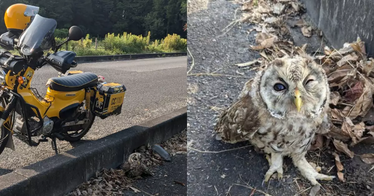 貓頭鷹遇車禍骨折失飛行能力 遭烏鴉圍困險成獵物 見路人俏皮做「wink」求救