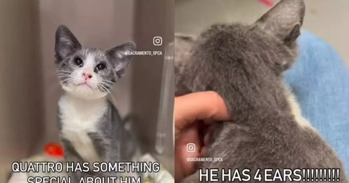 疑罕見基因突變 美收容所貓仔長4隻耳仔 憑特殊萌樣爆紅獲新家庭領養