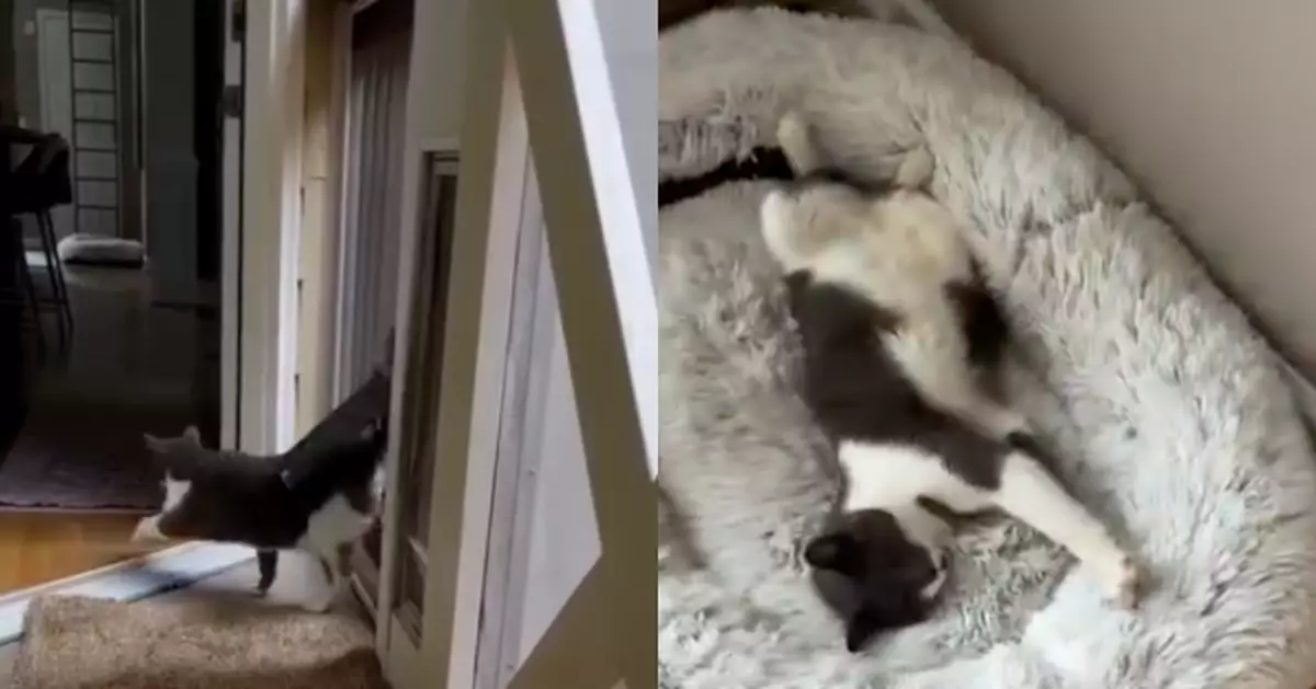 「社牛貓」日日登門探鄰居狗友 獲對方飼主裝專屬貓門自由進出