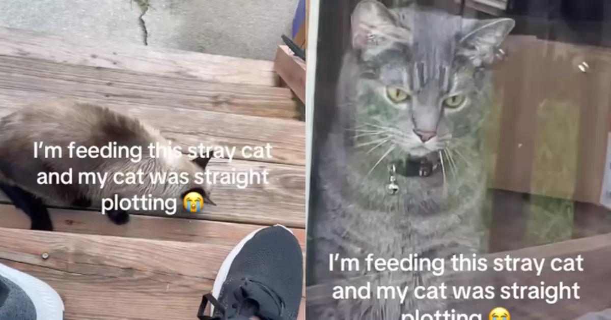 抓包飼主餵流浪貓 寵物貓眼神凌厲露不爽表情似「八點檔女主角」