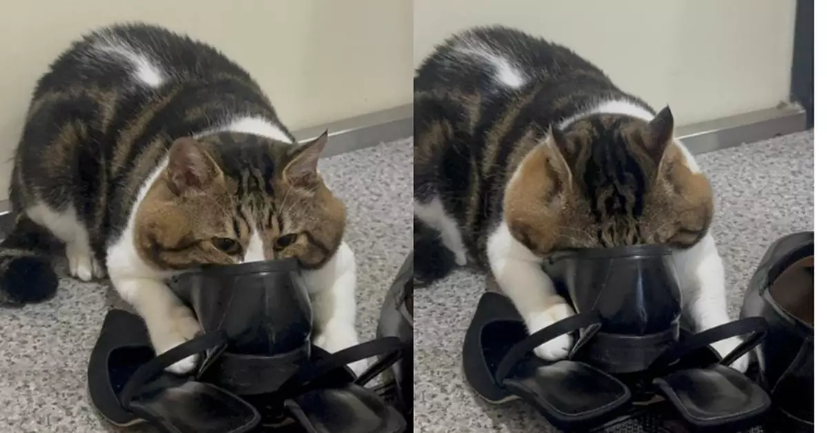 沉迷客人鞋味無法自拔 虎斑貓臉塞皮鞋狂吸 遭飼主阻止仍一臉陶醉