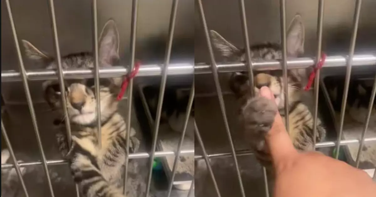 計劃領養黑貓當寵物 女子見收容所熱情虎斑貓伸爪撒嬌秒被收服