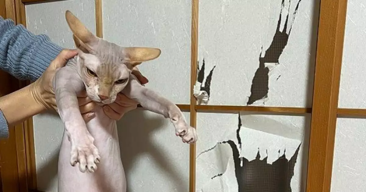 狂抓紙門留爪痕罪證 無毛貓遭飼主「捉拿歸案」黑面無悔意