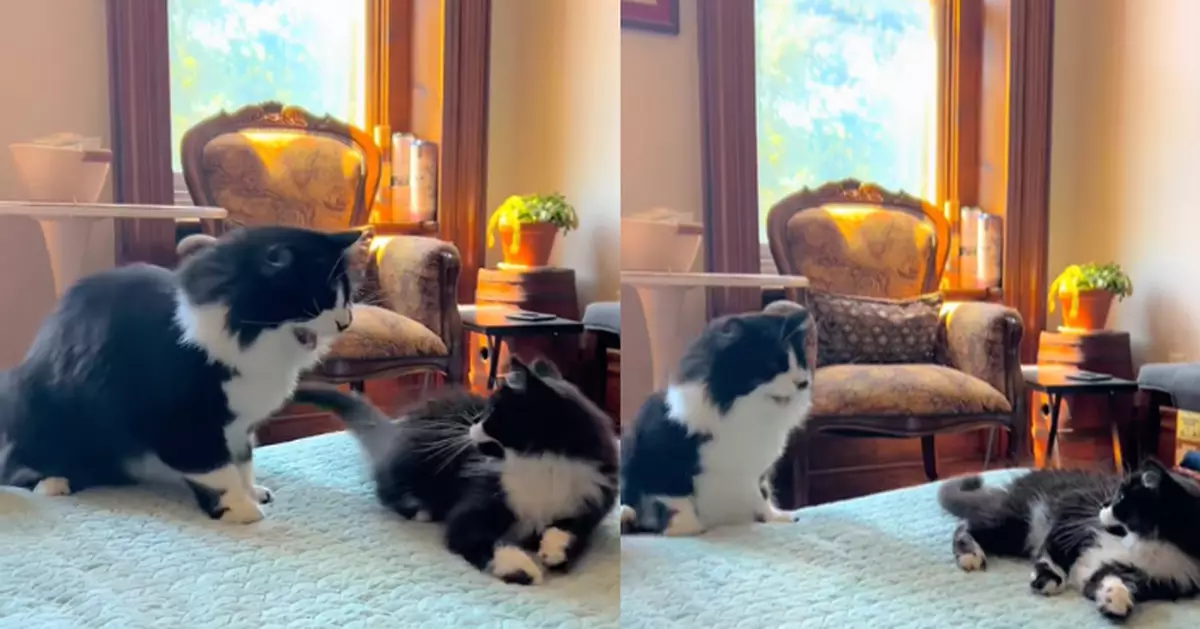 新成員擁同款黑白花紋 原住民貓貓見「迷你版自己」嚇親跌落梳化