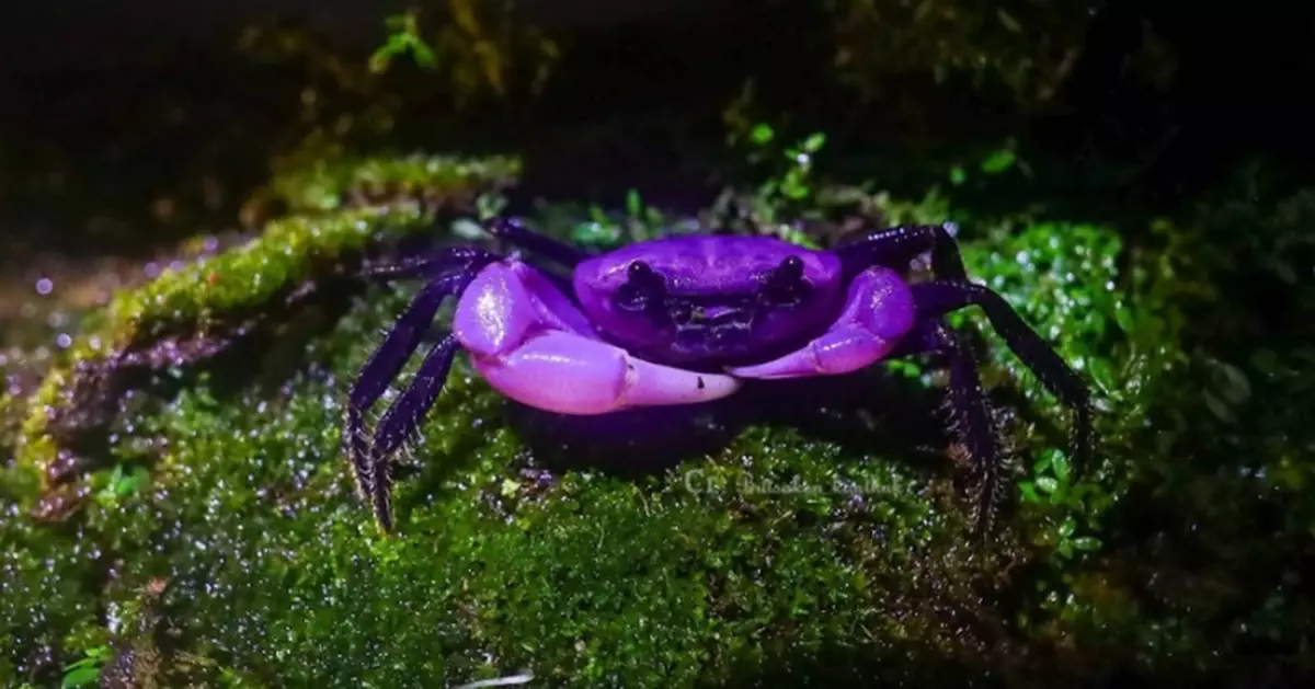泰國家公園現變異「公主蟹」 甲殼呈紫白色外型奇特似外星生物