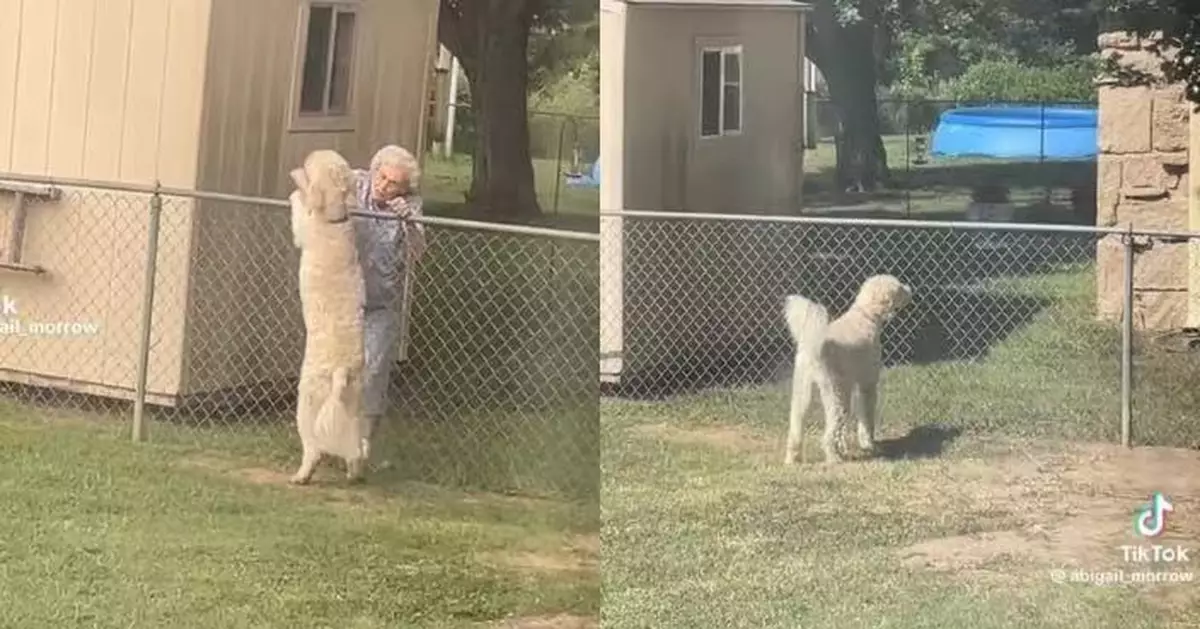 94歲鄰居婆婆病重未現身 忠犬日日守圍欄等候 獲飼主安排最後道別超催淚