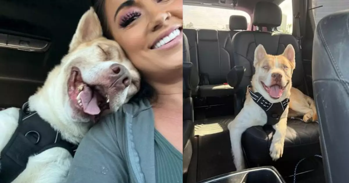 遭棄養送收容所久未獲領養 狗狗安樂死「最後幾個鐘」奇蹟獲救再展笑顏