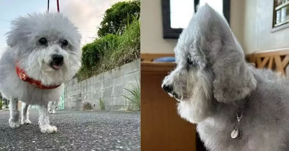 吹風扇消暑 貴賓犬蓬鬆毛髮變尖似毛茸茸「大飯糰」