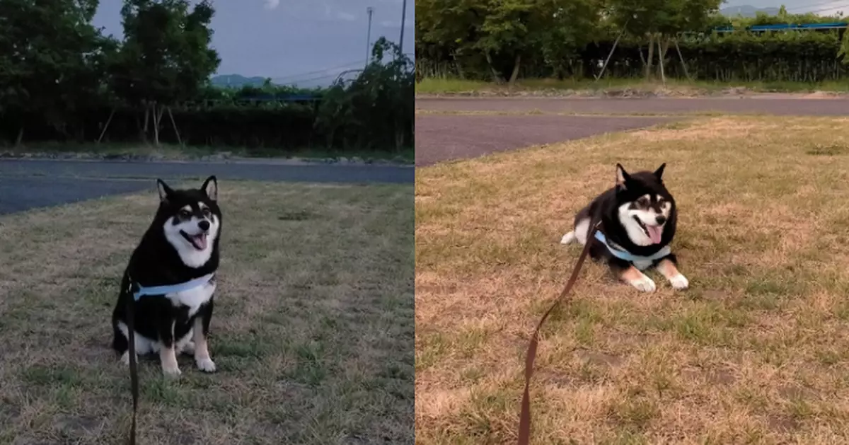 公園散步拒返家 黑柴犬同飼主展開「拉鋸戰」 白天僵持至天黑僅動了上半身
