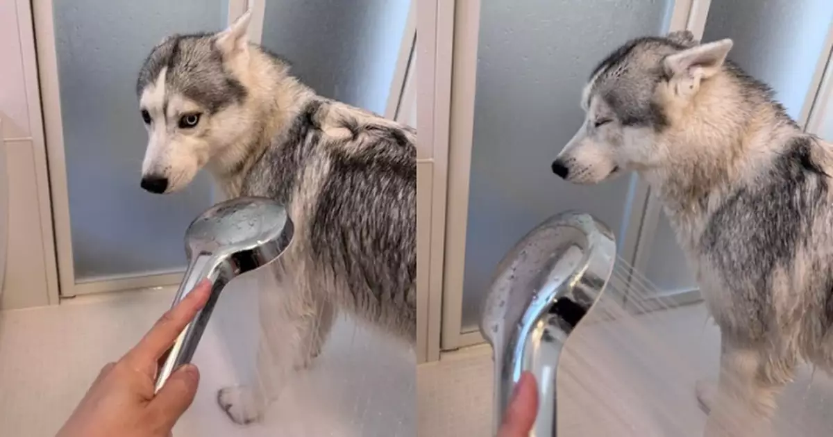 見要沖涼即「裝死」 哈士奇犬見無法逃過瞇眼轉頭「逃避現實」