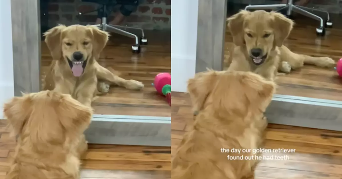 照鏡驚覺自己有牙齒 黃金獵犬瘋狂張嘴露牙擺兇狠表情萌爆全網