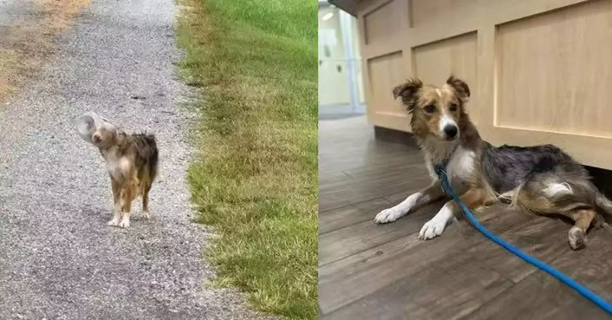 美流浪狗頭卡塑膠罐3日未進食飲水瀕死 幸獲義工用無人機尋回送醫