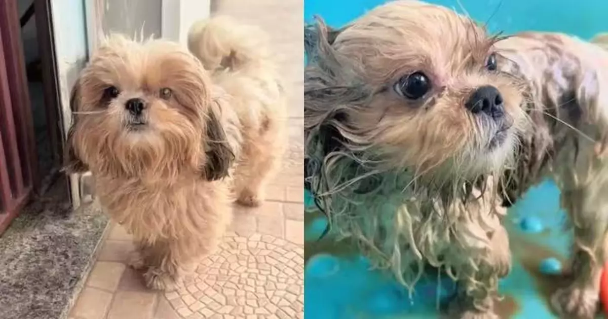 巴西狗仔好識嘆！每週「逃家」2次獨自往寵物美容中心沖涼