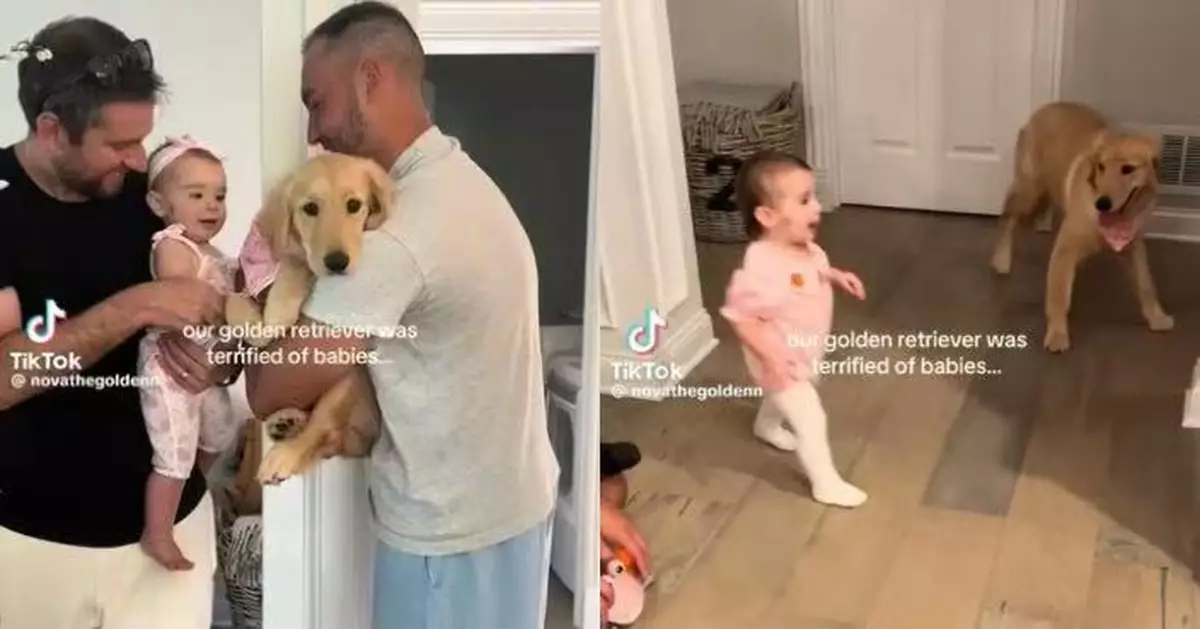 膽小黃金獵犬首見人類BB嚇到瘋狂退避 終被收服成形影不離好拍檔