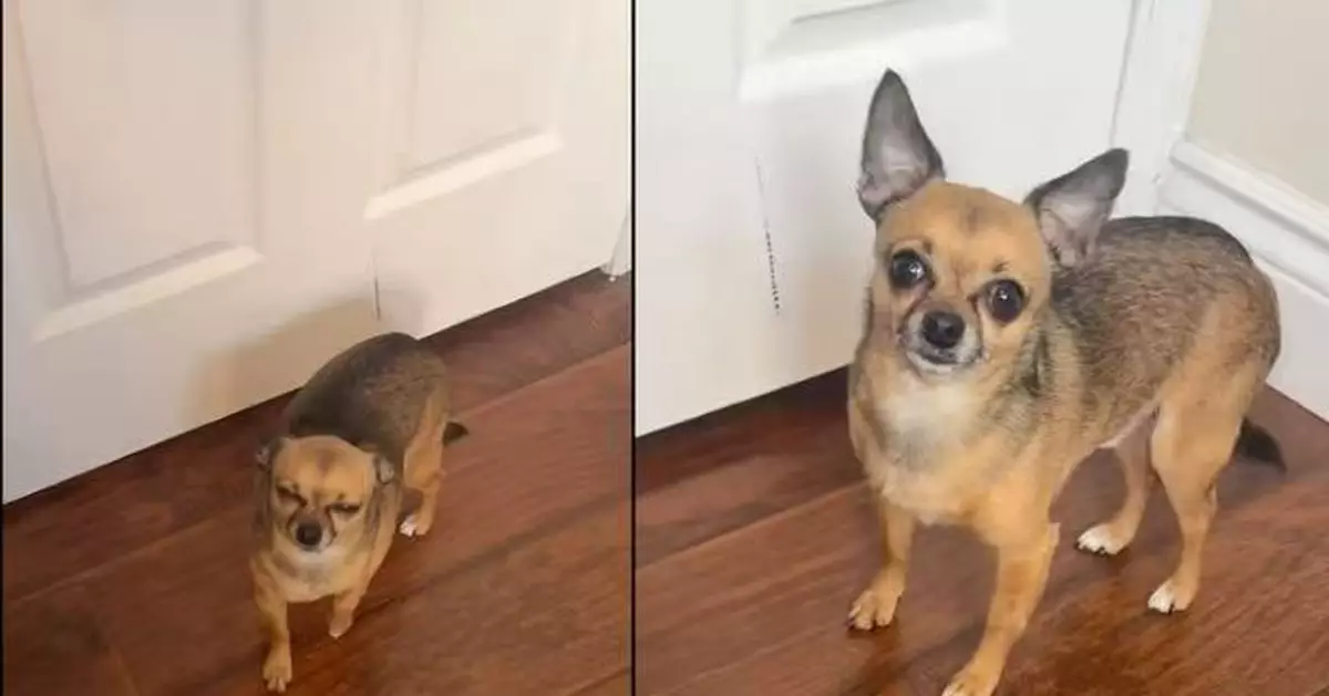 施苦肉計扮跛腳阻飼主返工 戲精吉娃娃犬一聽「出去玩」即露餡恢復正常