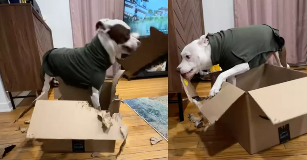 精力旺盛獲飼主特製「拆家按鈕」 比特犬一按下即有紙箱送上任咬