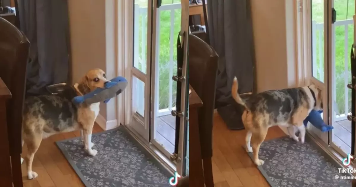 闖鄰居家「偷玩具」 米格魯犬嘴叼鯨魚公仔離開遭門卡住無奈求助