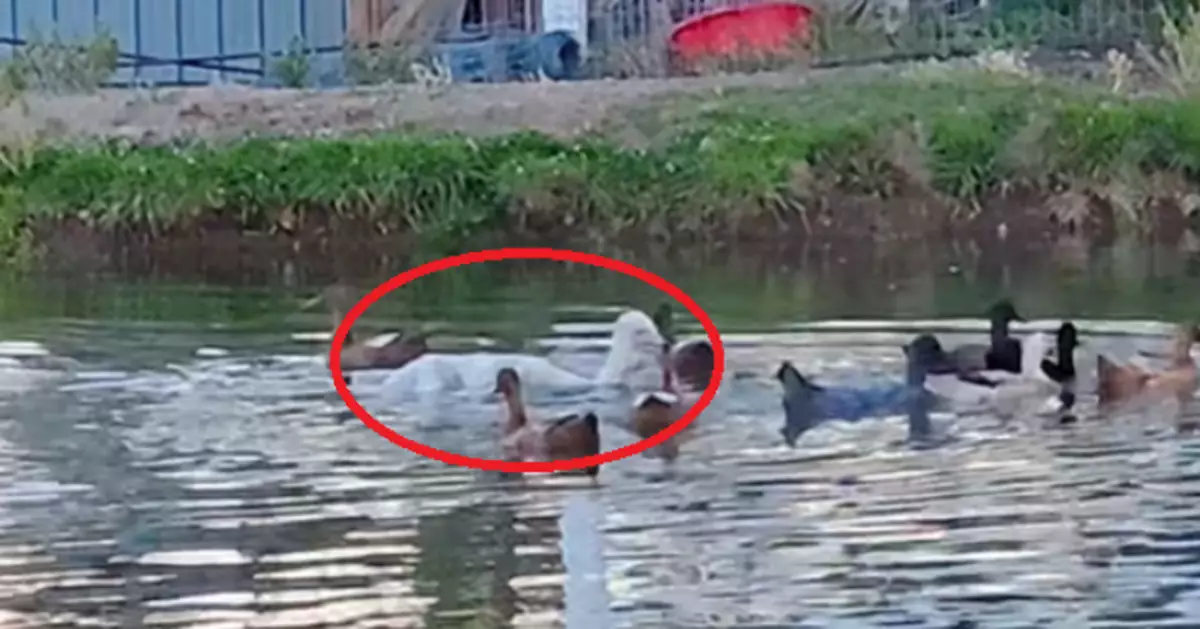 自幼與鴨作伴 「長頸鴯鶓」混入鴨群悠閒游水 古怪泳姿惹關注