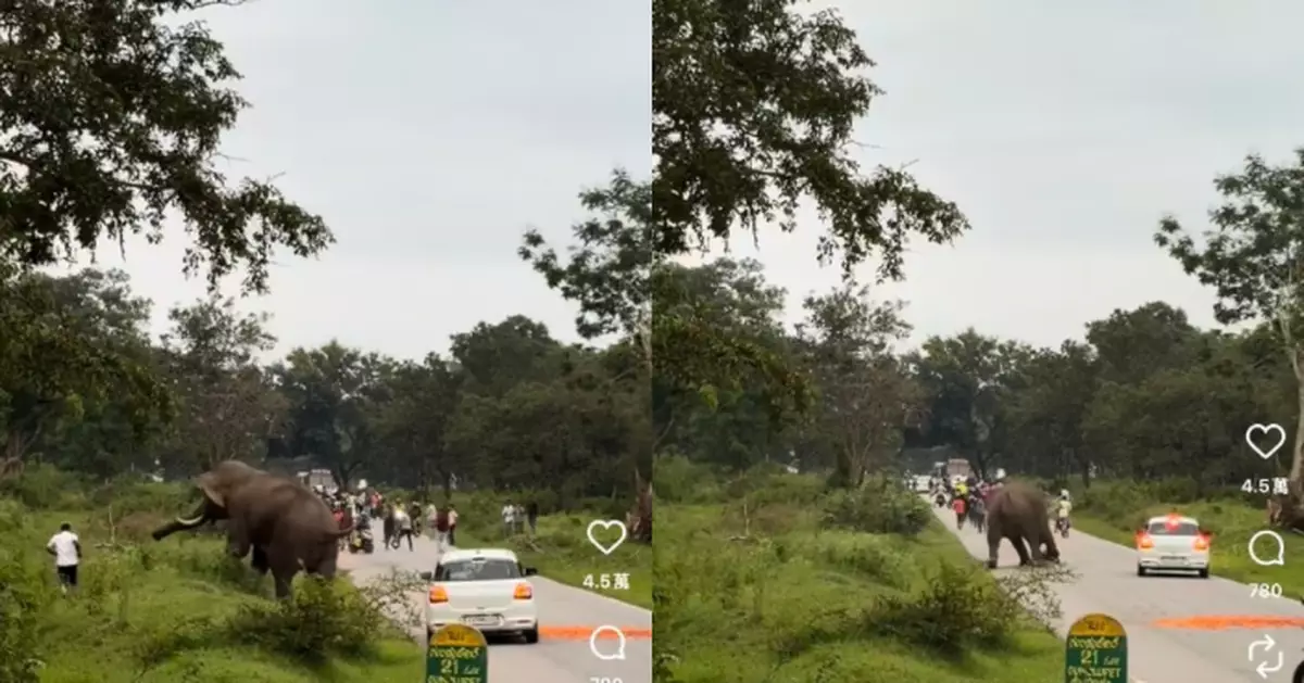 近距離開閃光燈拍攝致野象受驚失控 印度男遊客遭衝撞壓地險遭踩踏
