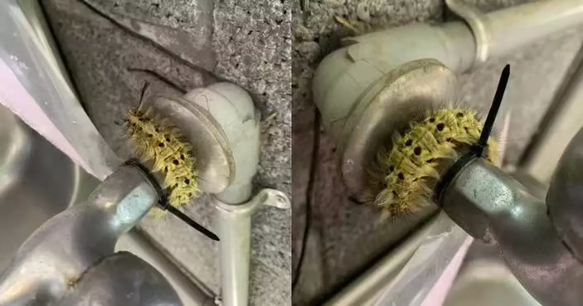 台女公司洗杯驚見「黃綠色毛毛蟲」盤踞水喉 眼利網民辨出是「牠」疑有毒