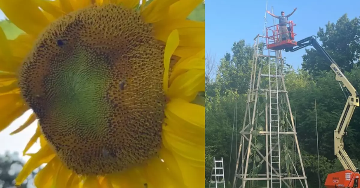 烏克蘭籍男6年種出逾8米高向日葵 距刷新世界紀錄僅差30釐米