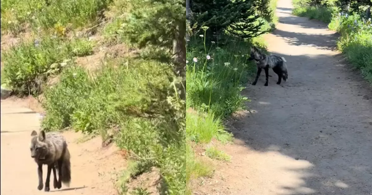 全球不足50隻！美攝影師登山偶遇「奇特流浪狗」揭真身竟是瀕危珍稀動物