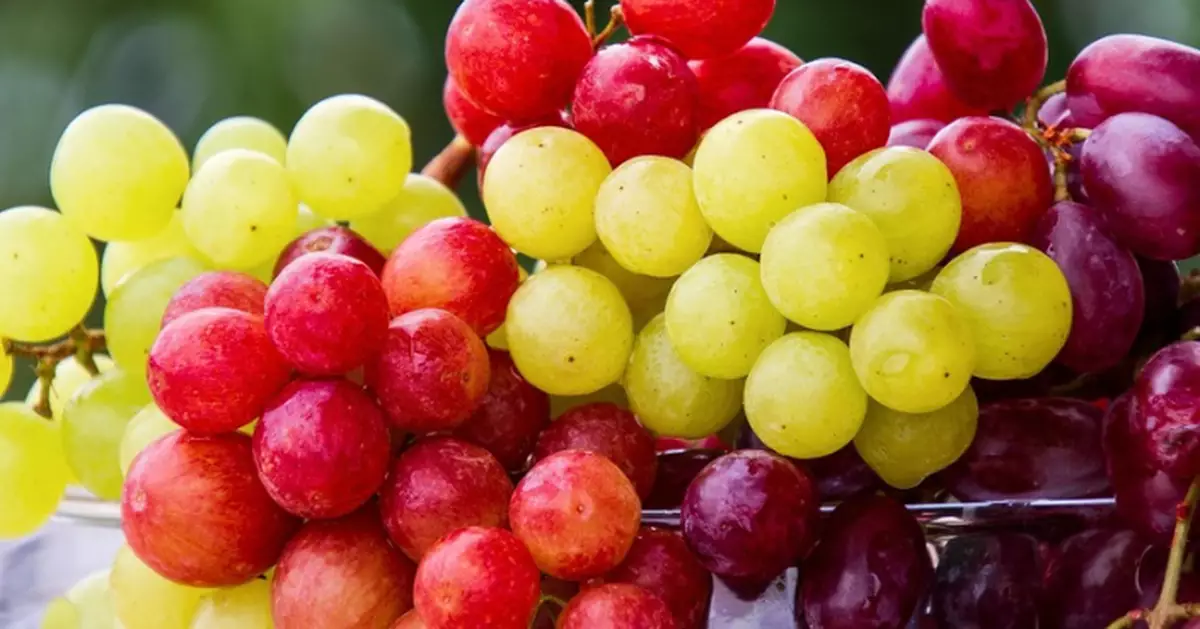 富含1600種活性物質 葡萄獲封「抗炎水果」連皮帶籽日食20粒最有益