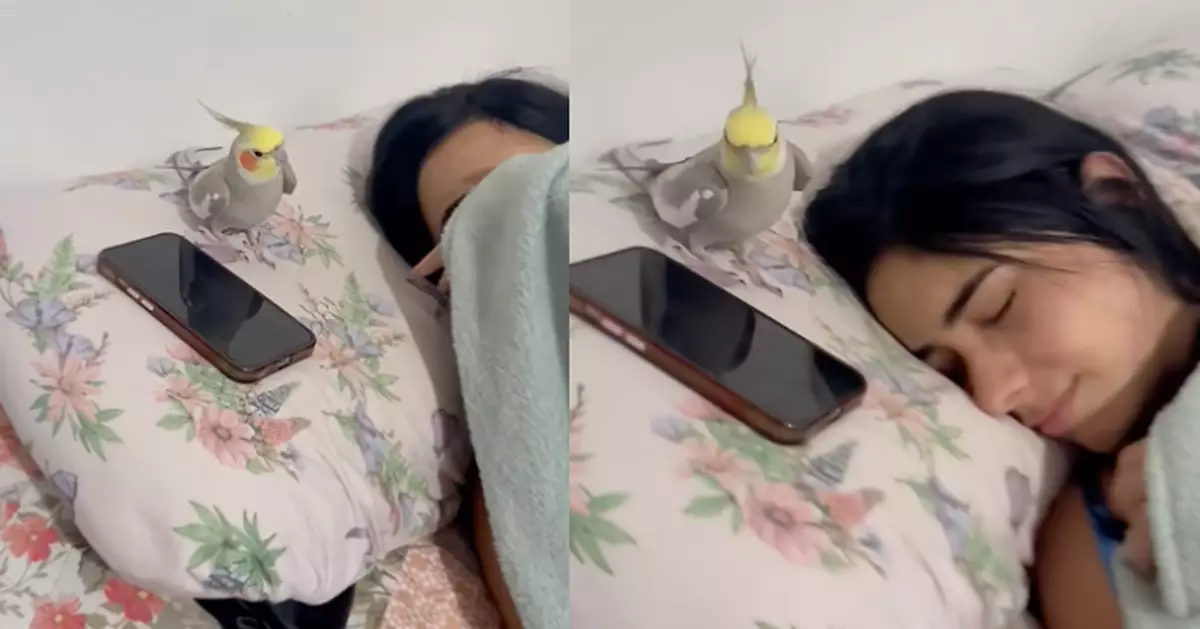 飼主賴床不起 玄鳳鸚鵡化身「移動鬧鐘」模仿iPhone鈴聲喚醒