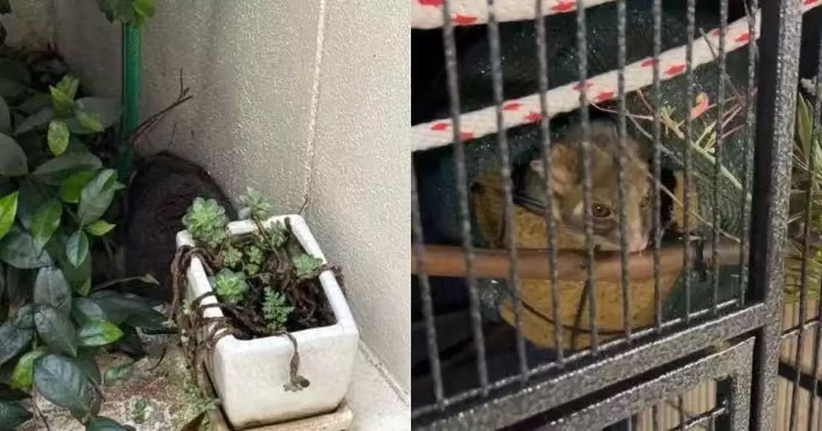 花盆後方疑「發毛」 澳屋主察看驚見毛茸茸生物 真身原來係「牠」