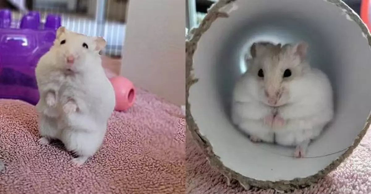 遭亂餵飼料致超重 1歲倉鼠獲英收容所制減肥計劃成功瘦身重拾健康活力