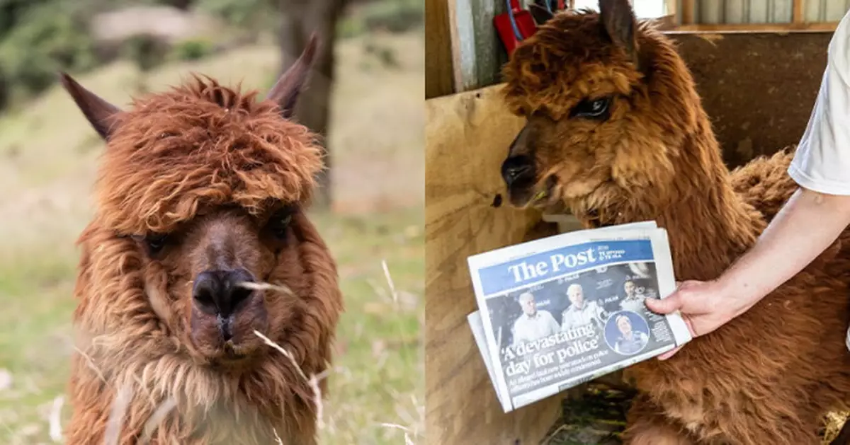 27歲又185天 新西蘭農場羊駝膺「全球最長壽圈養羊駝」長壽秘訣曝光