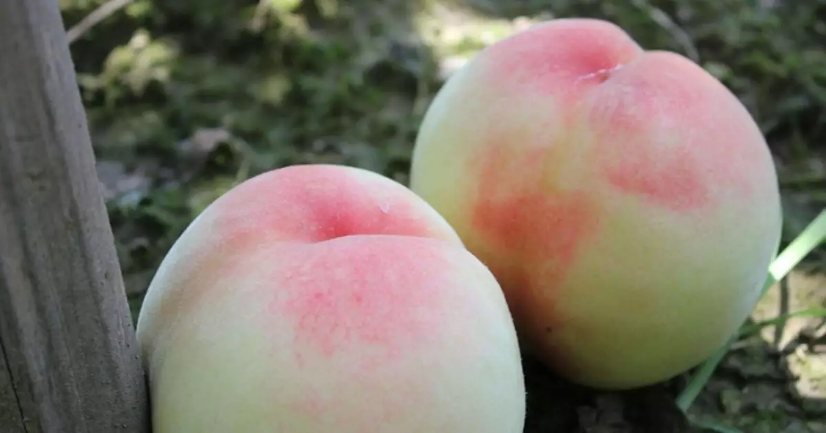 水蜜桃買回家易爛？日農協教「正確保存秘訣」助延長賞味期保持香甜口感