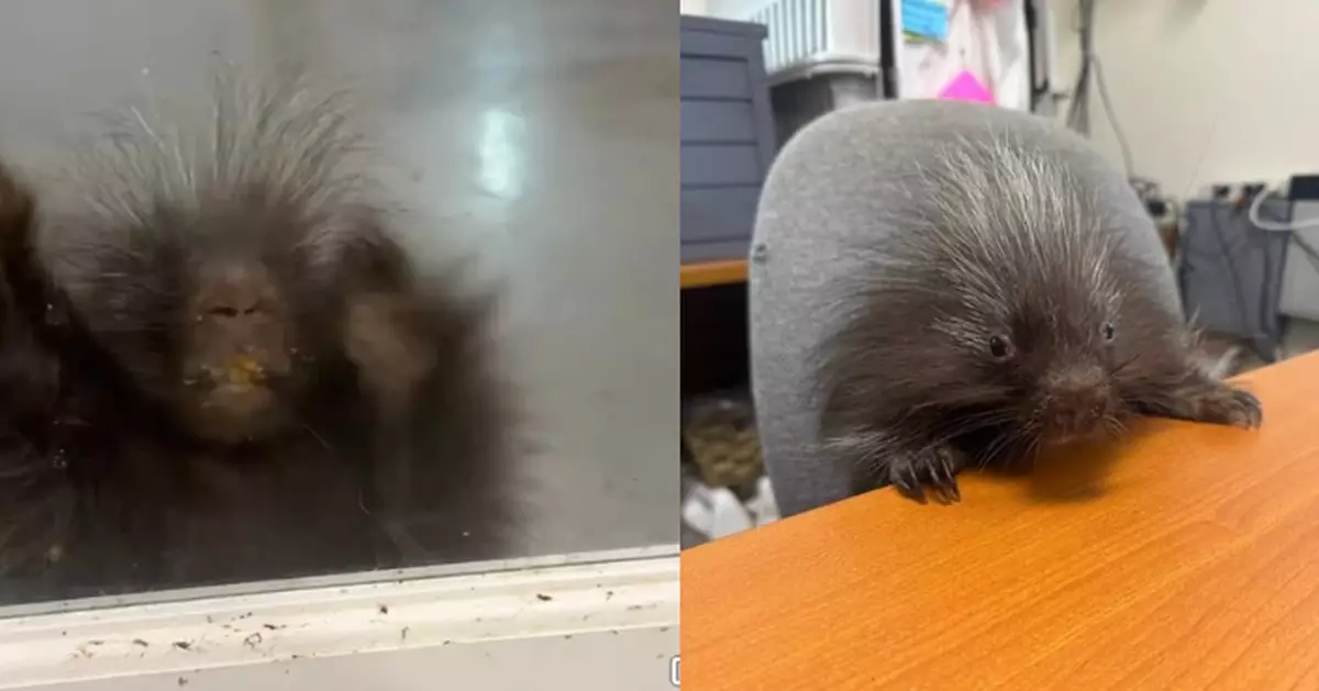 不滿被關在救援中心辦公室 小豪豬怒撲玻璃門 架勢兇狠似足「小主管」