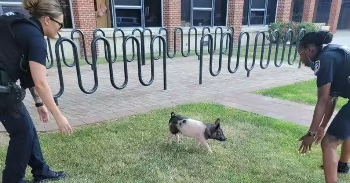 寵物豬「出席」生日派對趁機逃離亂闖高中 遭警員追捕即場捉拿「歸案」