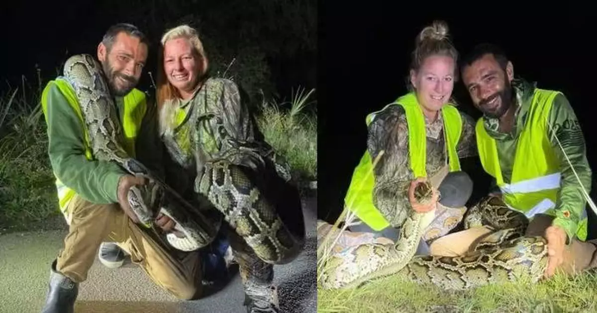 參加「除蛇計劃」單月捕87條緬甸蟒 美漢刷新單人最高紀錄獲近8千獎金