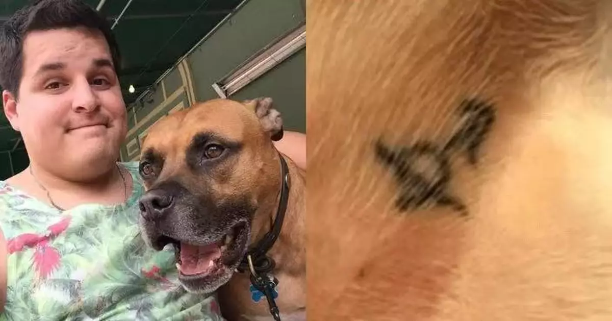 誤將結紮標記當受虐證據 美漢紋愛犬同款「刺青」惹爆笑烏龍