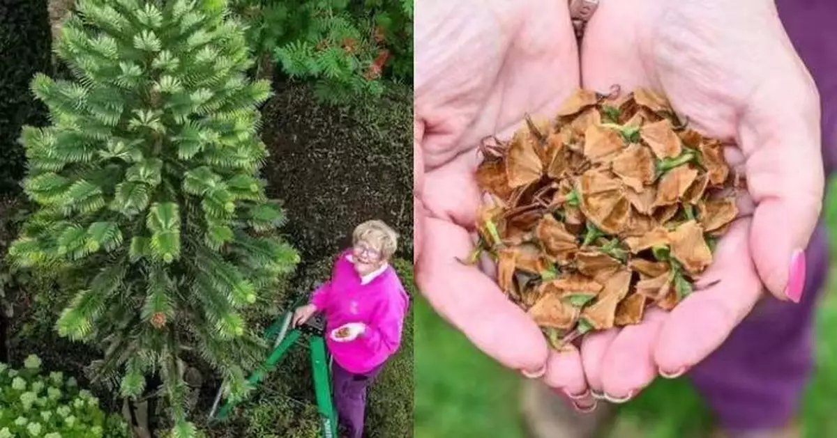 英夫婦花園種珍稀古樹「恐龍樹」14年首度結籽市值逾5萬