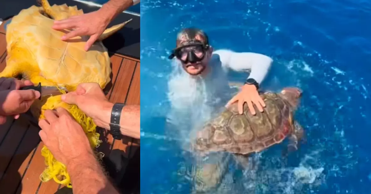 遊艇航行見海面漂浮「會移動垃圾」 船長跳海察看救起遭漁網纏頸瀕死海龜