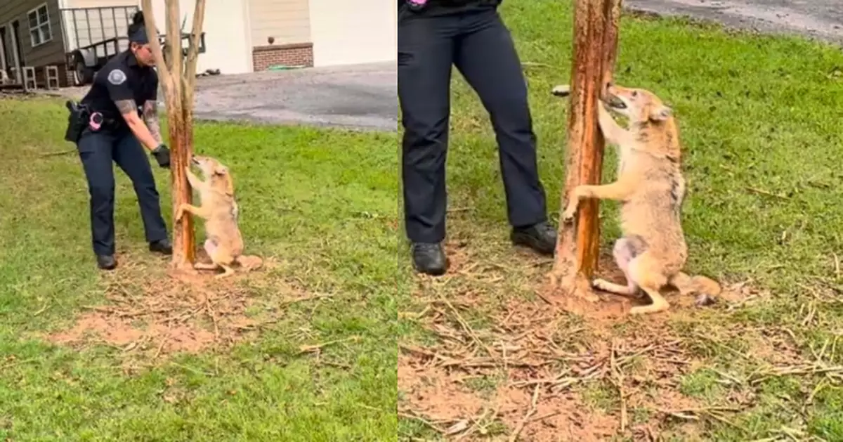 腳卡樹縫動彈不得 郊狼獲警員撬樹營救惶恐不已全程「汪汪叫」