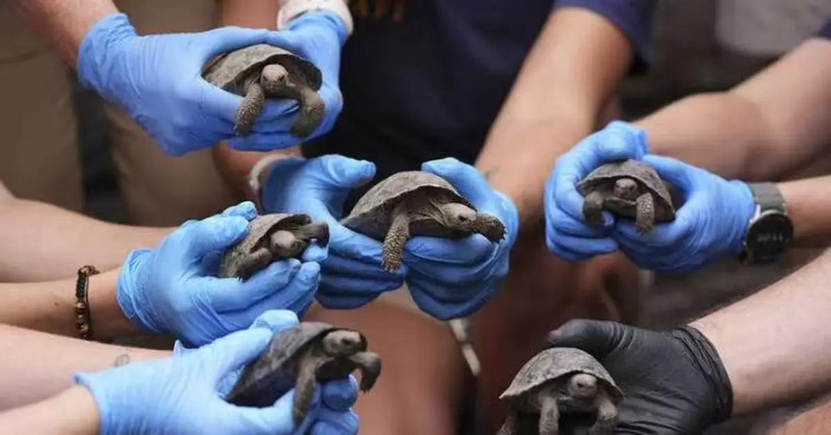 百歲象龜首度成功繁殖 費城動物園再添16隻珍稀幼龜
