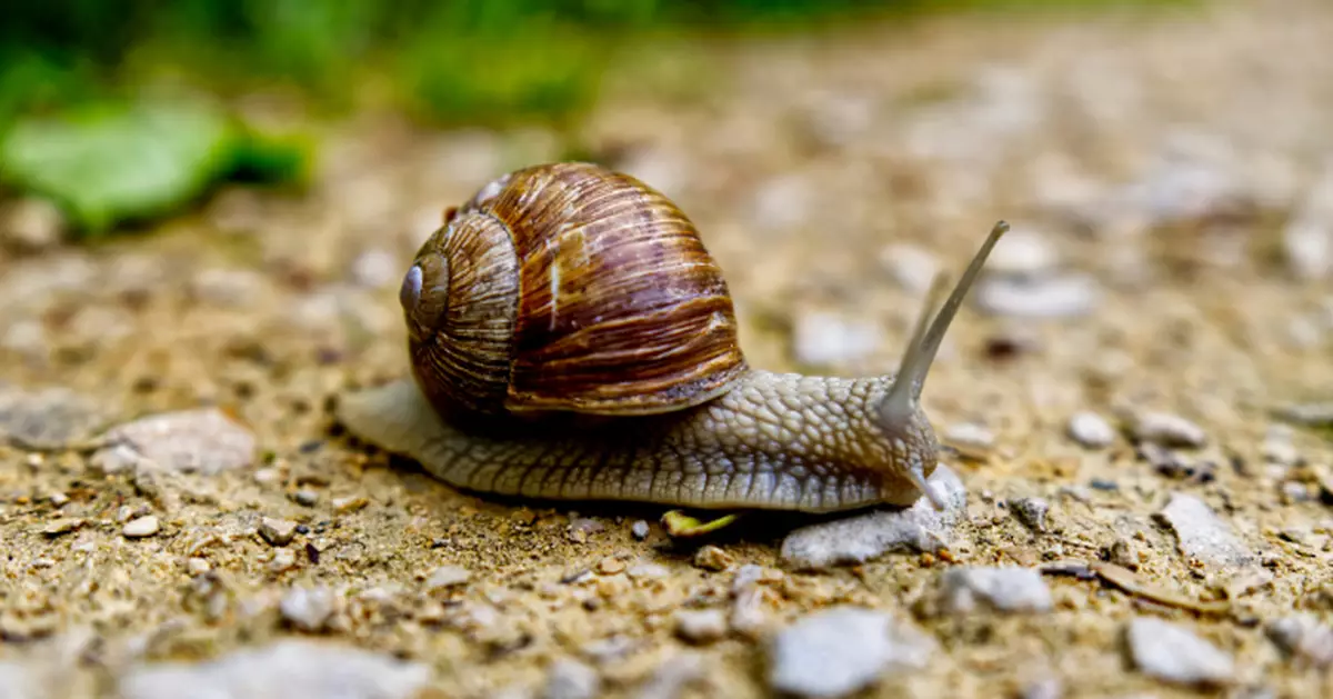 英國鄉村奇觀！世界蝸牛賽跑錦標賽雨中開鑼 15隻蝸牛競速爭破紀錄