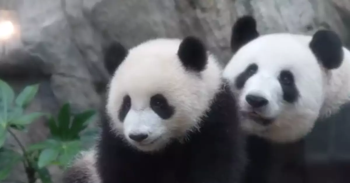 「盈盈」與龍鳯熊貓仔生日倒數 海洋公園晒母女溫馨片段