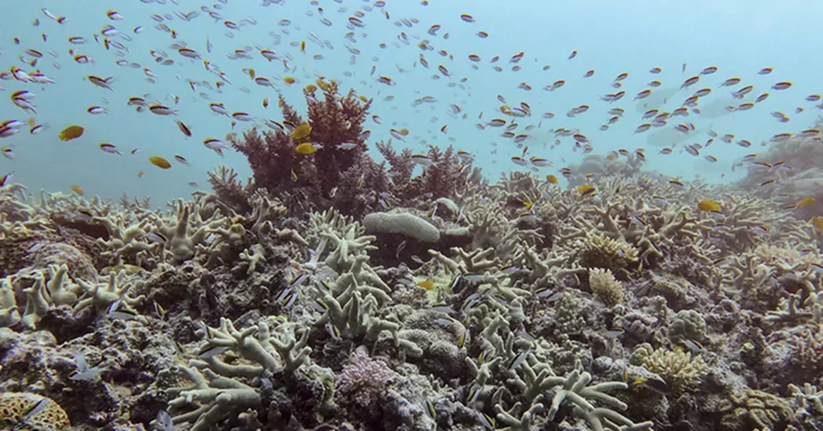 澳洲大堡礁珊瑚覆蓋率創史上最大跌幅！科學家警告：氣候變遷正摧毀海洋生態