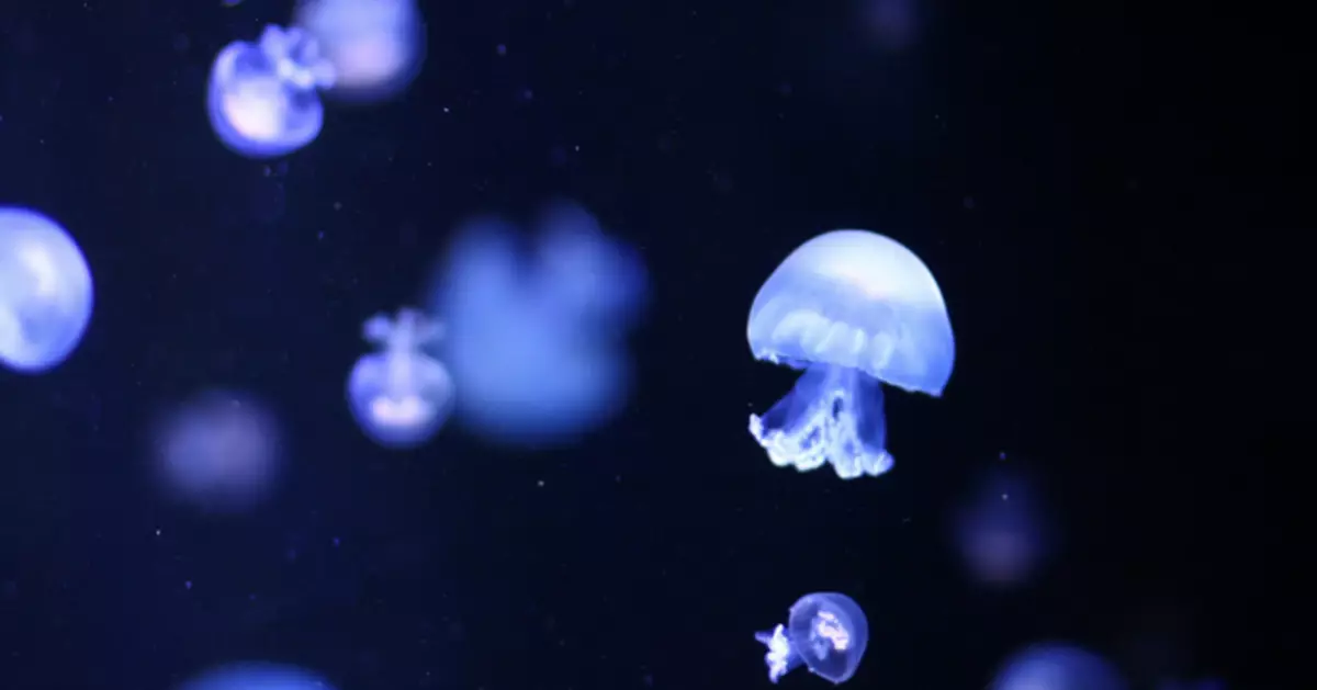 6機組緊急停機！法國最大核電站癱瘓 兇手竟是水母群