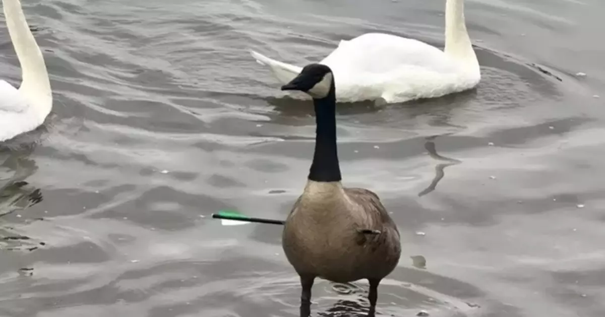 法國現「中箭加拿大雁」被射穿身體仍堅強生存！屬入侵物種引救援爭議