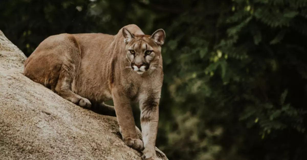 泳池驚現大型貓科訪客！美洲獅誤闖南加民宅跌落泳池倉皇逃逸